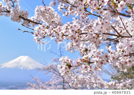 桜の花びらと富士山 40997935