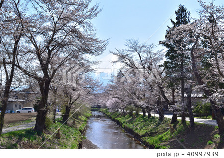 忍野八海・新名庄川沿いの桜並木と富士山 40997939