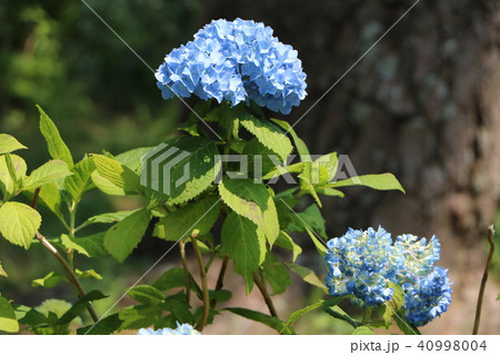 紫陽花 紫陽花 40998004