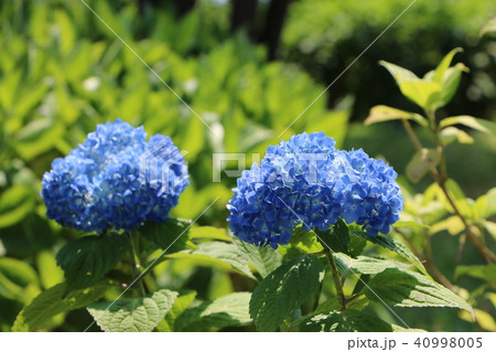 紫陽花 紫陽花 40998005
