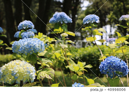 紫陽花 紫陽花 40998006