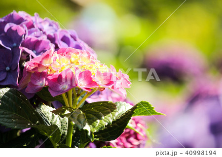 紫陽花 アジサイ あじさい 40998194