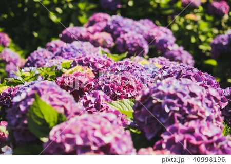 紫陽花 アジサイ あじさい 40998196