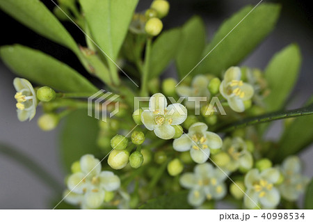 イヌツゲの花の写真素材