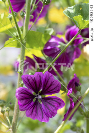 ウスベニアオイ 40998543