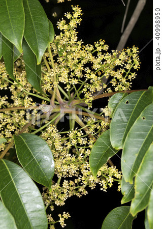 ヤマハゼ ヤマハゼ 40998950