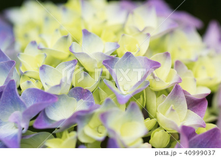 黄色と紫のグラデーションのアジサイの写真素材