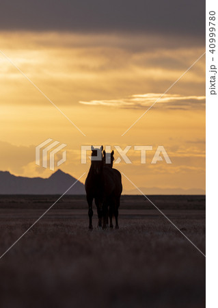 Wild Horses in a Susnet Wild Horses in a Susnet 40999780