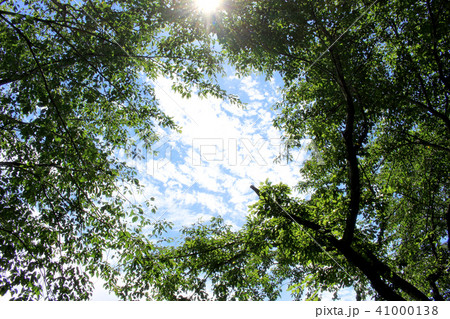 木々の間の青空 41000138