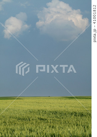 Green wheat field in spring Green wheat field in spring 41001812