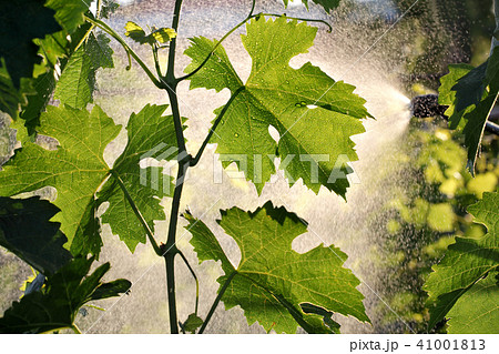 Grape plant treating in vineyard Grape plant treating in vineyard 41001813