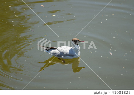Gull swimming over blue sea water 41001825