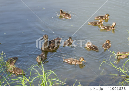 Duck mallard with small ducklings 41001828