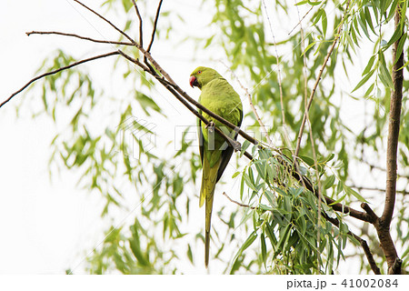 木の枝にとまるワカケホンセイインコ 41002084
