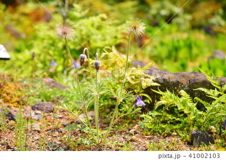 オキナグサ 41002103