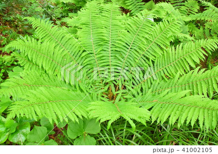 サカゲイノデ 41002105