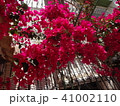 ブーケンレビア Bougainvillea 41002110
