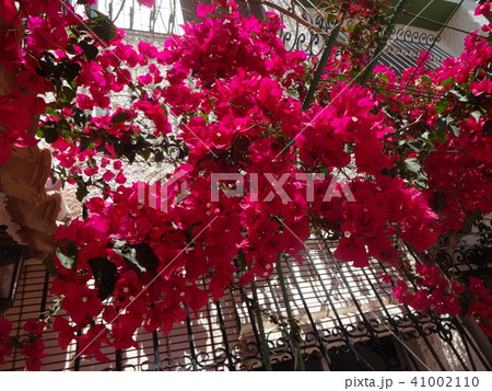 ブーケンレビア Bougainvillea 41002110