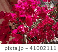 ブーケンレビア Bougainvillea 41002111
