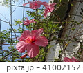 ハイビスカス　hibiscus 41002152