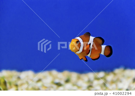Aquarium fishes in salt water 41002294