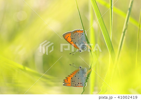 Butterfly (Large copper) on a spring morning  41002419
