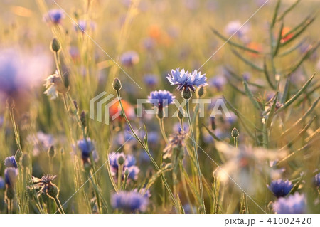 Cornflower in the field at dawn  41002420