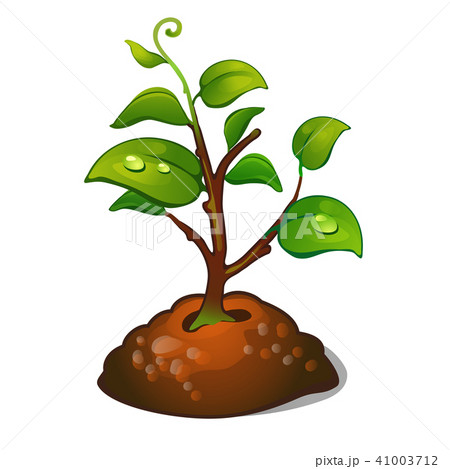 The development of the tree from seeds. Planting the garden or Park. Vector illustration. 41003712