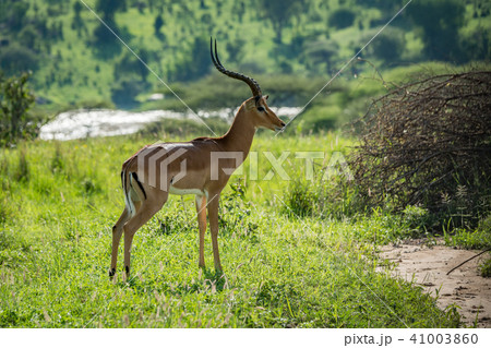 Male impala standing in profile beside river 41003860
