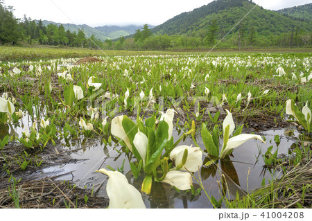 尾瀬ヶ原の水芭蕉 41004208