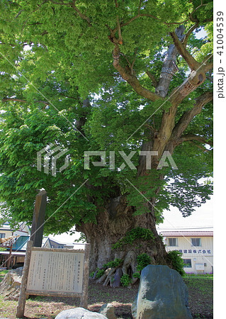 国の天然記念物 大けやき 国の天然記念物 大けやき 41004539