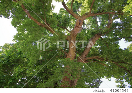 国の天然記念物　大けやき 41004545