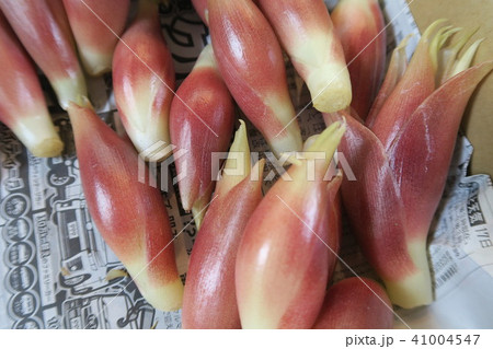 みょうが 41004547