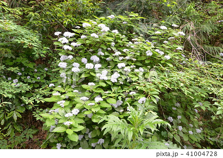 ヤマアジサイ 41004728