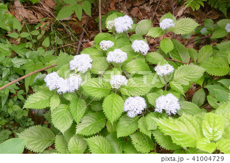 ヤマアジサイ 41004729