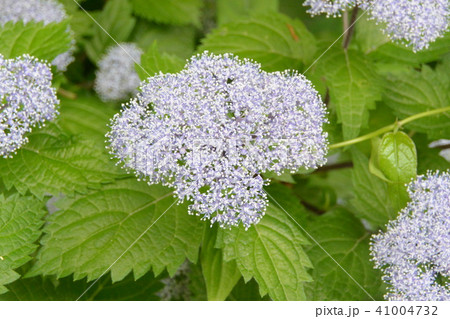ヤマアジサイ ヤマアジサイ 41004732