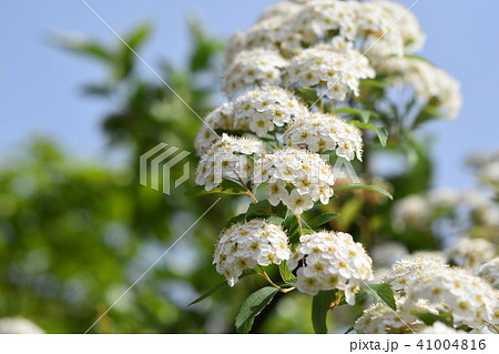 コデマリの花 春 コデマリの花 春 41004816