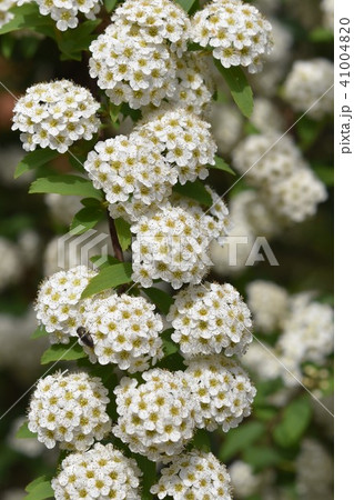 コデマリの花 春 コデマリの花 春 41004820