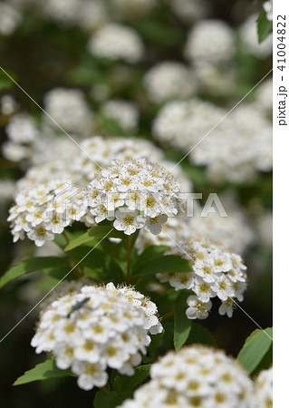 コデマリの花　春 41004822