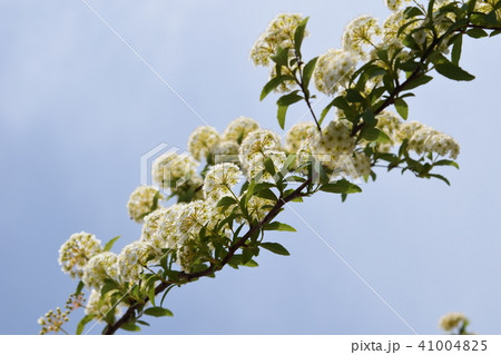 コデマリの花　春 41004825