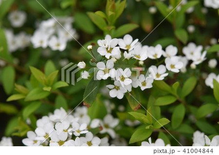 コデマリの花 春 コデマリの花 春 41004844