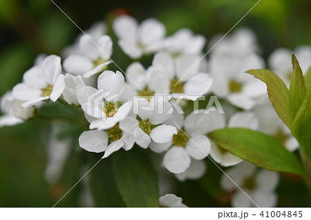 コデマリの花 春 コデマリの花 春 41004845
