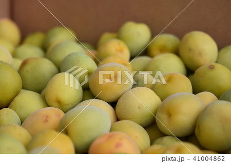 梅　完熟梅　南高梅 41004862