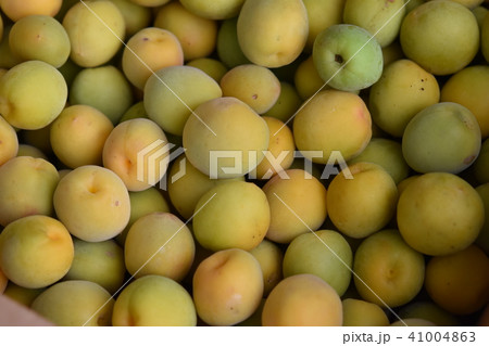 梅　完熟梅　南高梅　　sdgs　サステイナブル　食料自給　食料危機 41004863