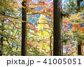Autumn, Japan. 41005051