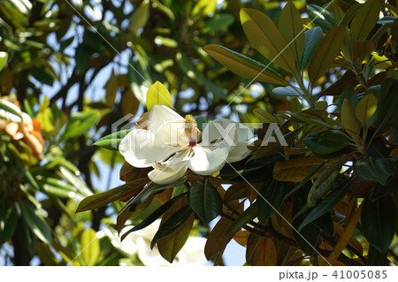 タイサンボク タイサンボク 41005085