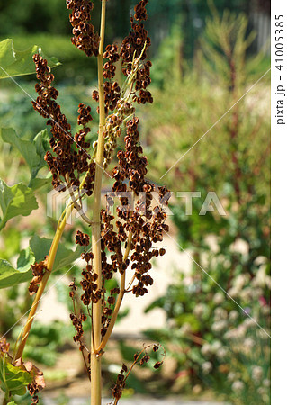 ルバーブの枯れた花　 41005385