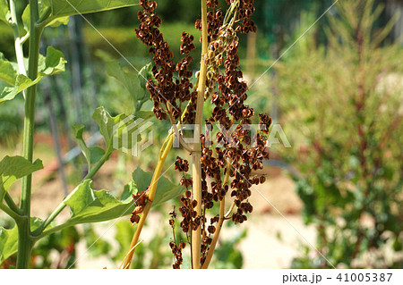 ルバーブの枯れた花 ルバーブの枯れた花 41005387