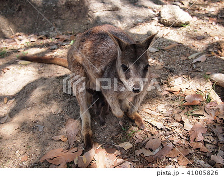 ロックワラビー ロックワラビー 41005826