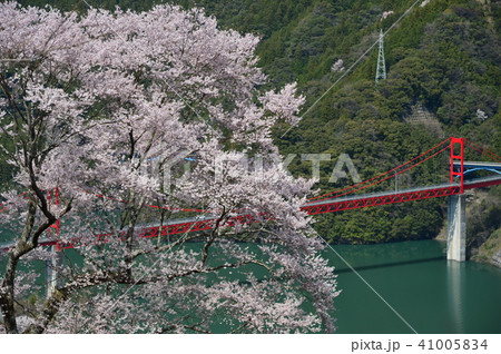 高知県仁淀川町 大渡ダム湖畔の一本桜 高知県仁淀川町 大渡ダム湖畔の一本桜 41005834